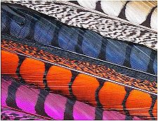 Lady-Amherst-pheasant-feather No. 38