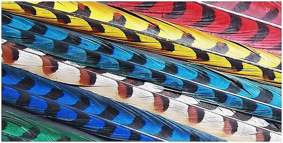 pheasant-feathers