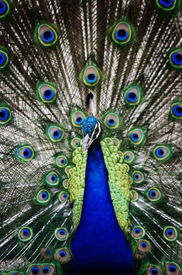 Pfau *