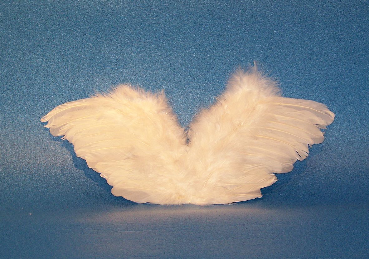 Angel-wing, E13, about 20 x 40 cm