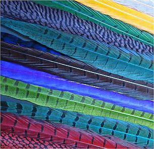 different coloured pheasant-feathers