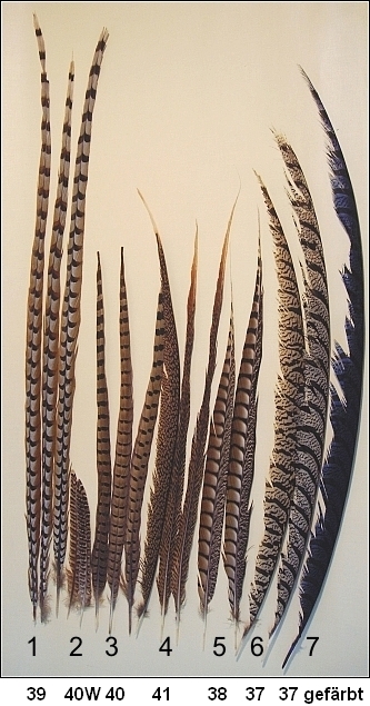 pheasant-feathers